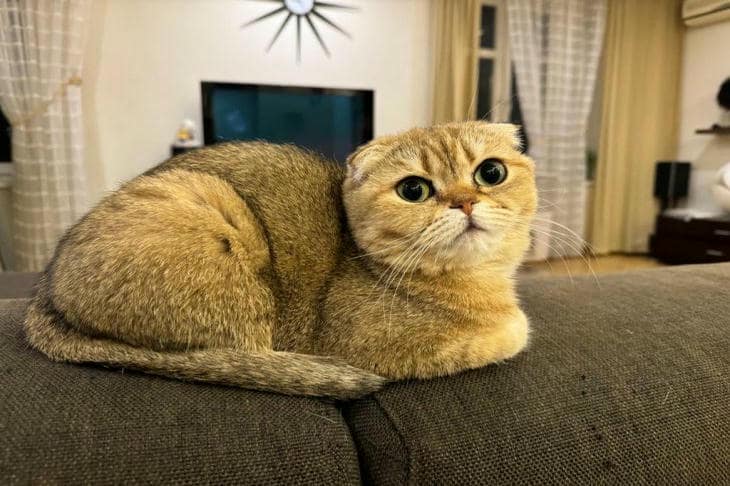 Što se događa ako mačku hranite samo suhom hranom: mit o vlazi i bubrezima su na udaru