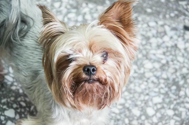 Kad je vašem psu prevruće: neočiti znakovi pregrijavanja koji ne zovu za pomoć