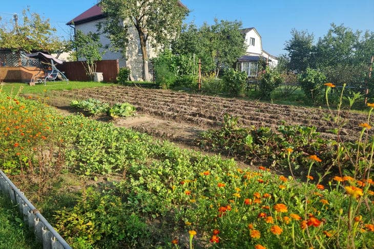 Kad ne treba slušati lunarni kalendar: slijepa vjera koja uništava žetvu