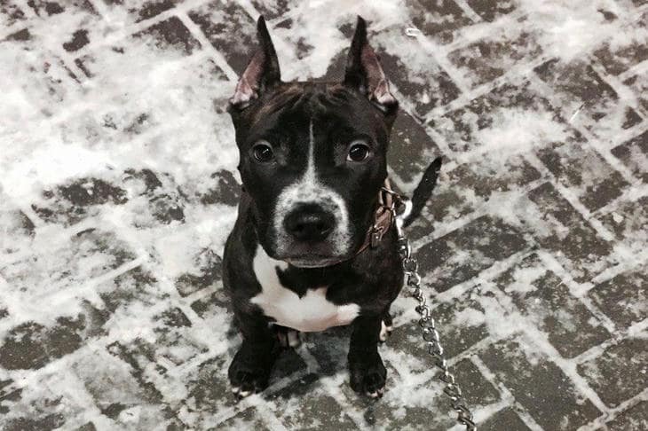 Kako pas određuje vrijeme šetnje: tajni kronometar u tijelu vašeg ljubimca