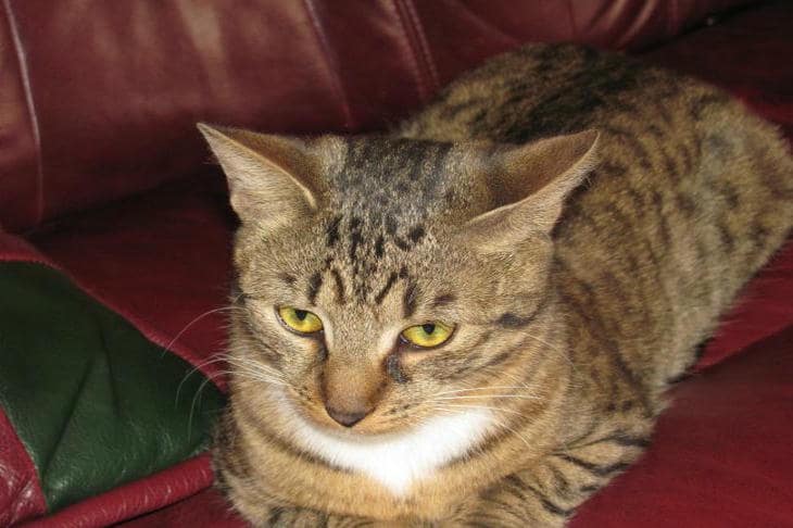 Kako tišina šteti mačjem sluhu: paradoks osjetljivih ušiju