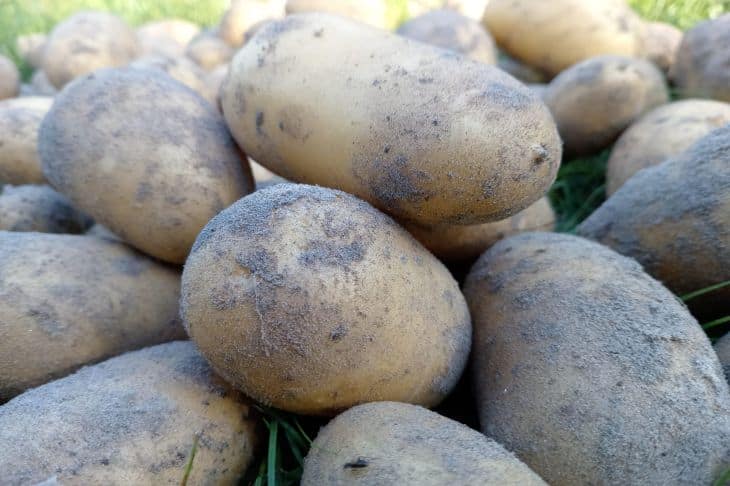 Što se događa ako prerano odrežete vrhove krumpira: tiha panika u podzemnom kraljevstvu