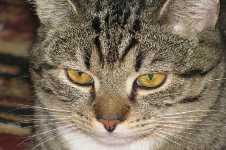 Što se događa ako se mački podrezuju kandže: operacija, a ne manikura