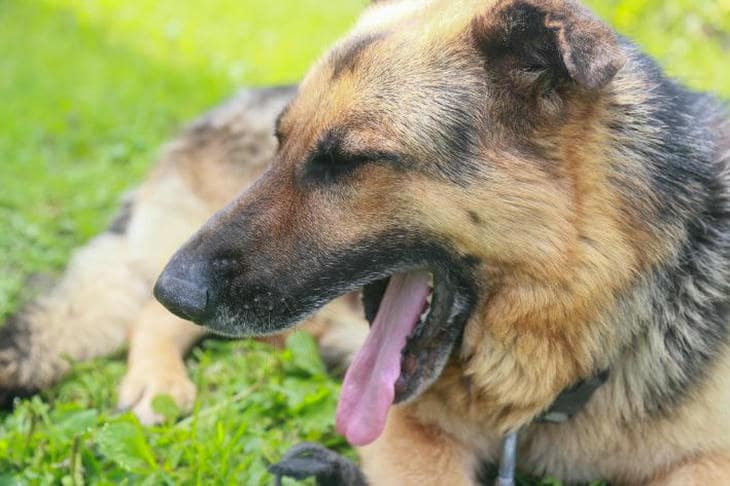 Što se događa ako zanemarite lavež na vratima: kako nesreća postaje manija