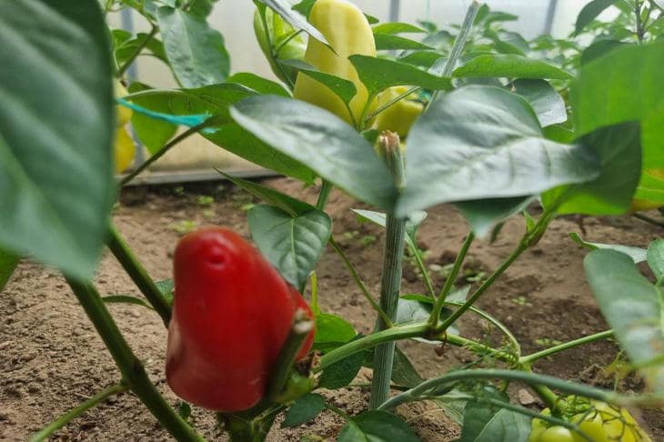 Zašto je lišće paprike postalo ljubičasto: signal za nevolju koji se brka s osobinom sorte