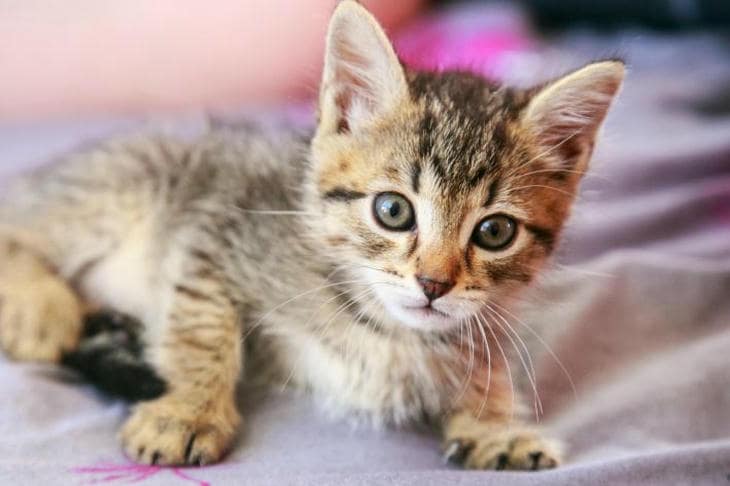 Zašto mačka spava kraj svojih nogu: izračun temperature i društvene granice