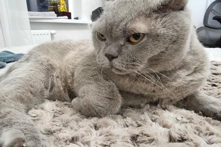 Zašto mačka treba brkove na šapama: skriveni navigacijski kompleks o kojem se rijetko govori