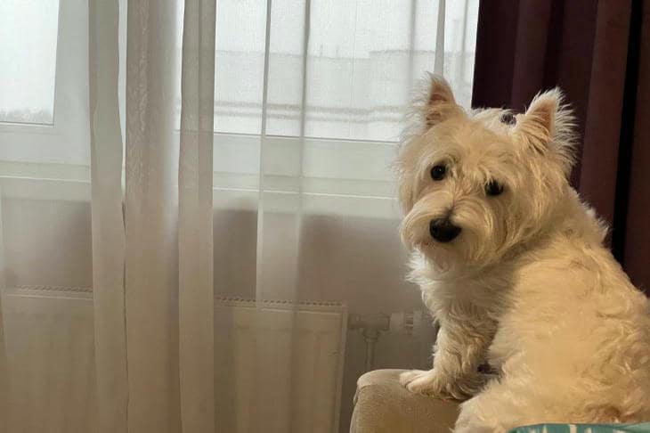 Zašto štene žvače sve: muke rasta i potragu za granicama svijeta