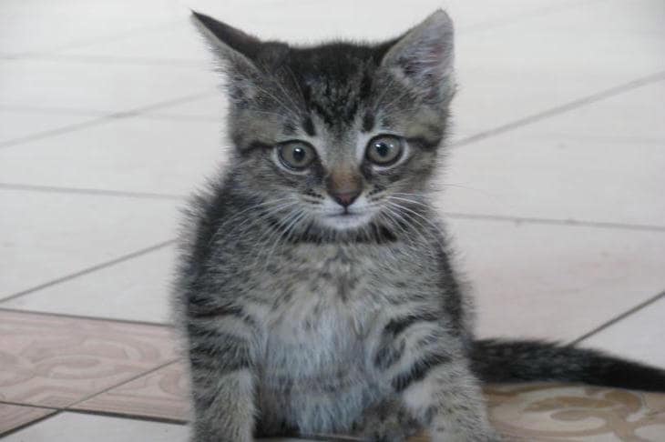 Zašto vam mačka ne zamjera, ali se pretvara: neurobiologija mačjeg pamćenja